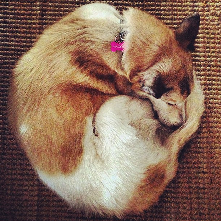 Maggie a perfect circle